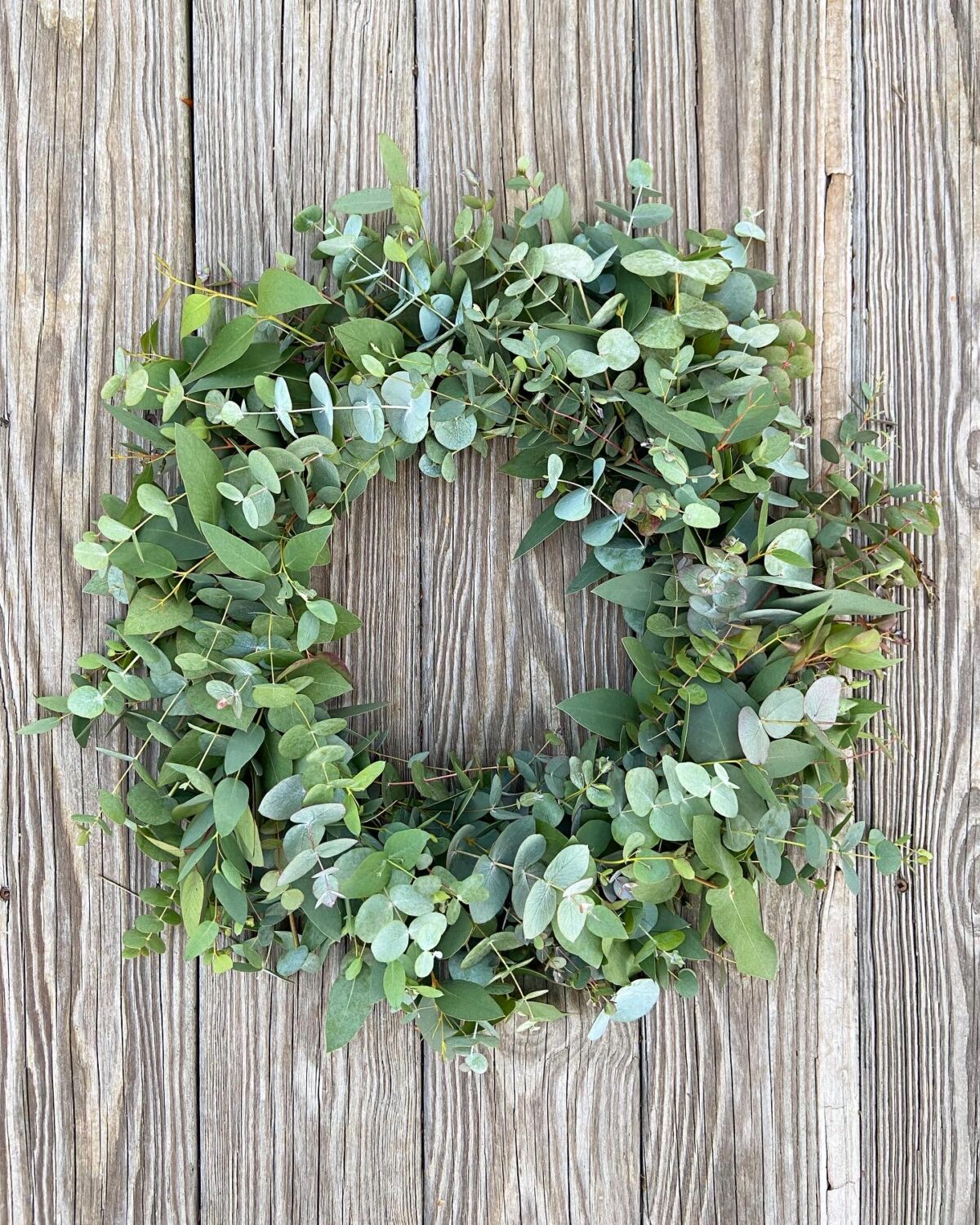 Fresh Eucalyptus Wreath on a rustic wood door.