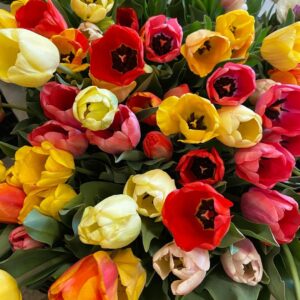 Close up of brightly colored tulips in yellow, orange, pink, red, and white.