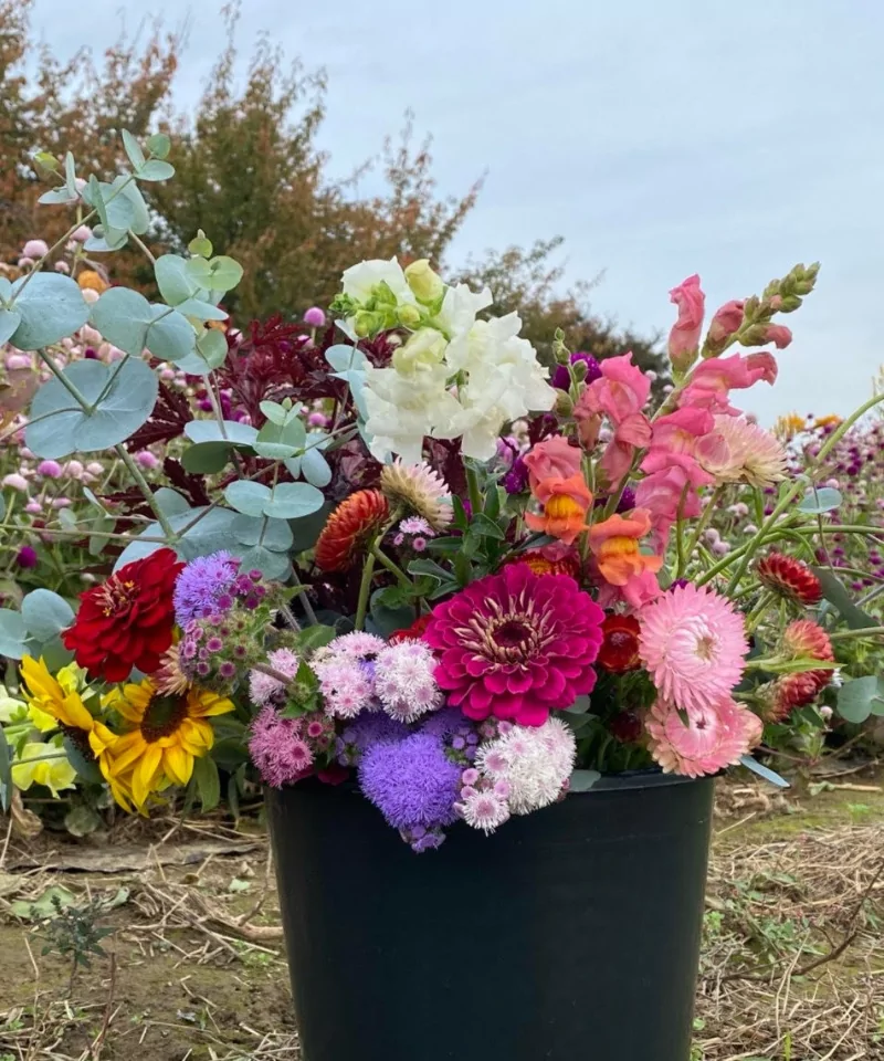 Bucket full of diy cut flowers.