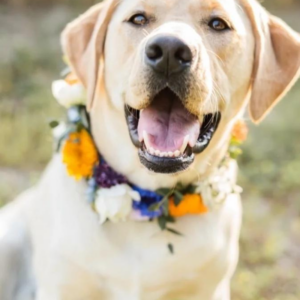 Floral dog collar on a yellow lab.