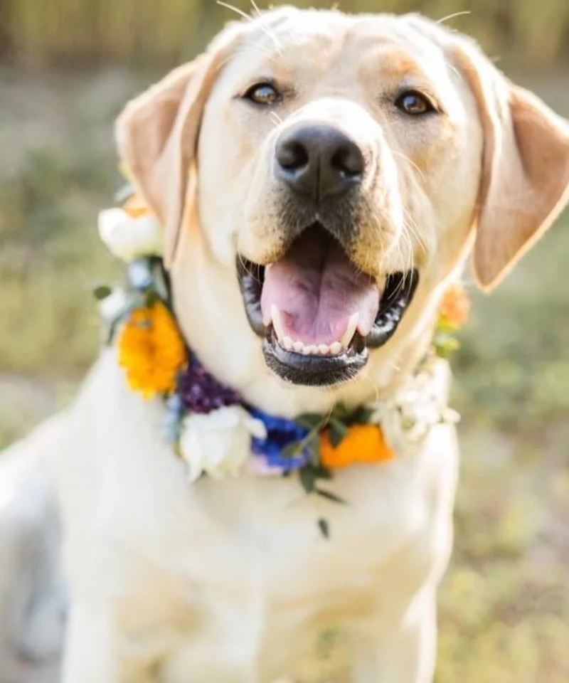 Floral dog collar on a yellow lab.