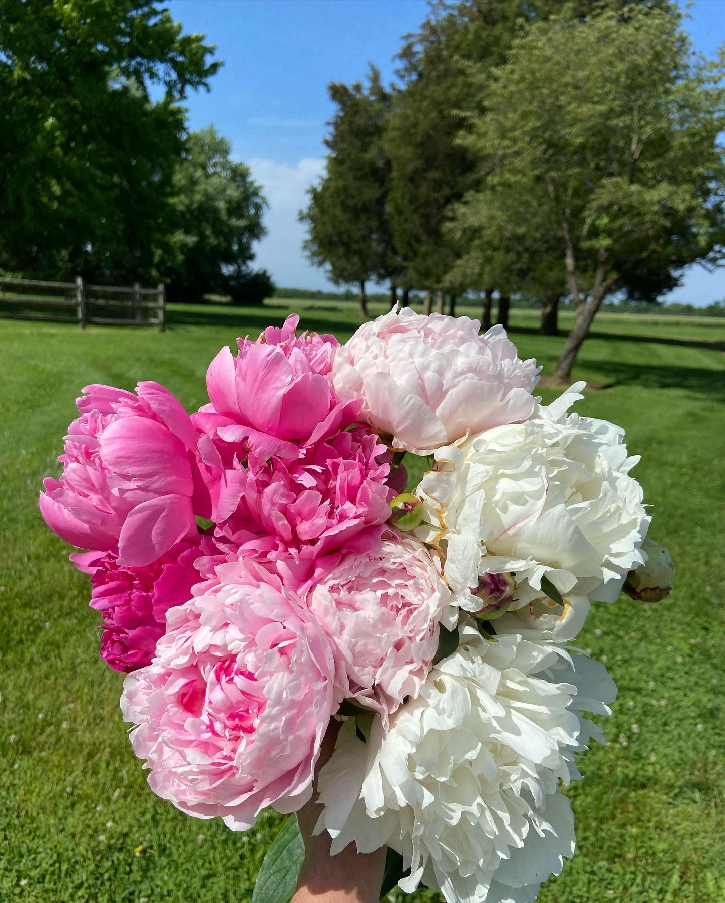 Pink and White Peonies for a bi-weekly flower subscription