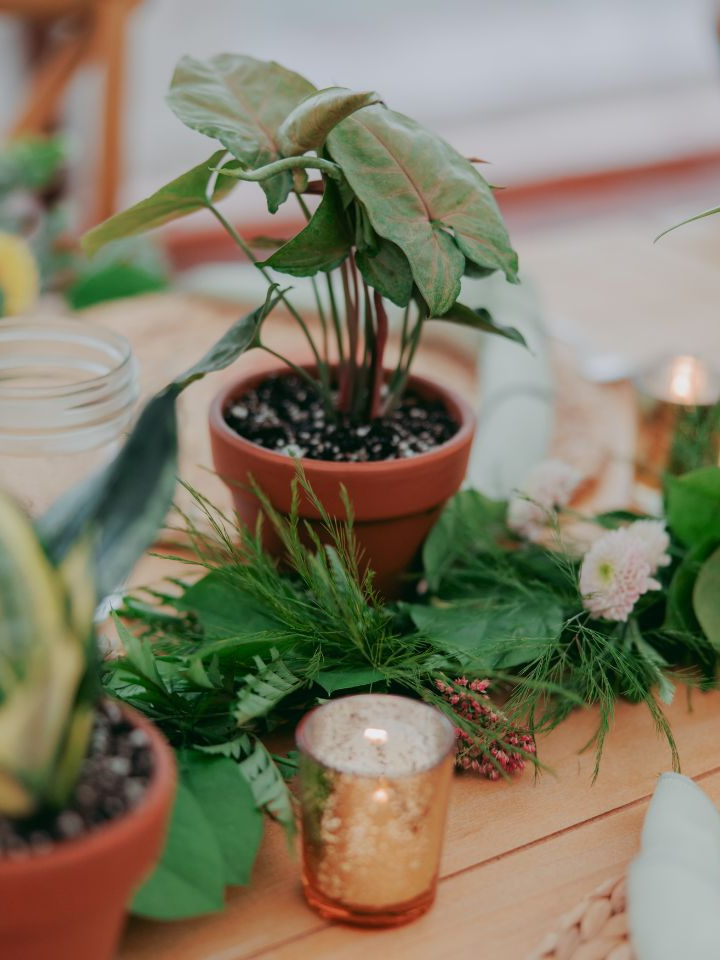Potted Plants as table centerpiece on farm table