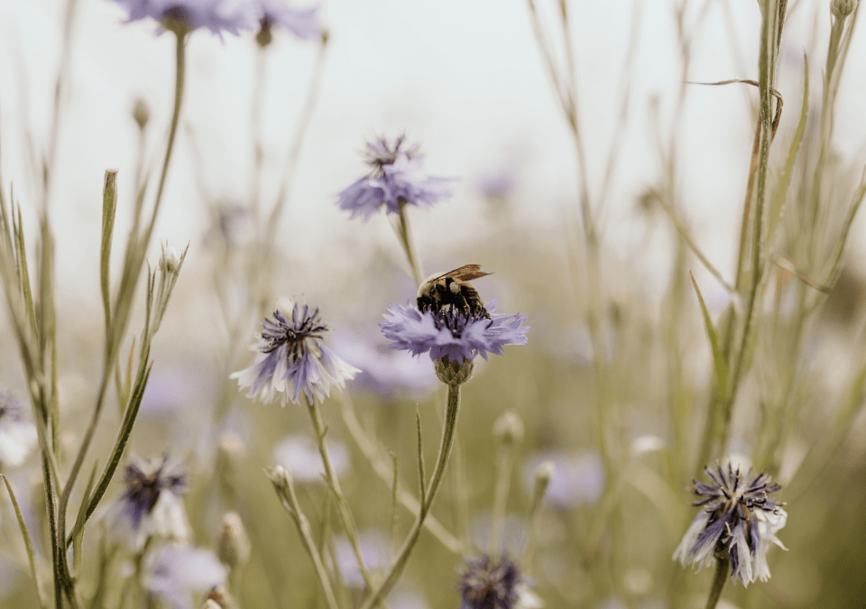 Behind the Blooms: Unraveling the Floral Industry with Coleen Fitz