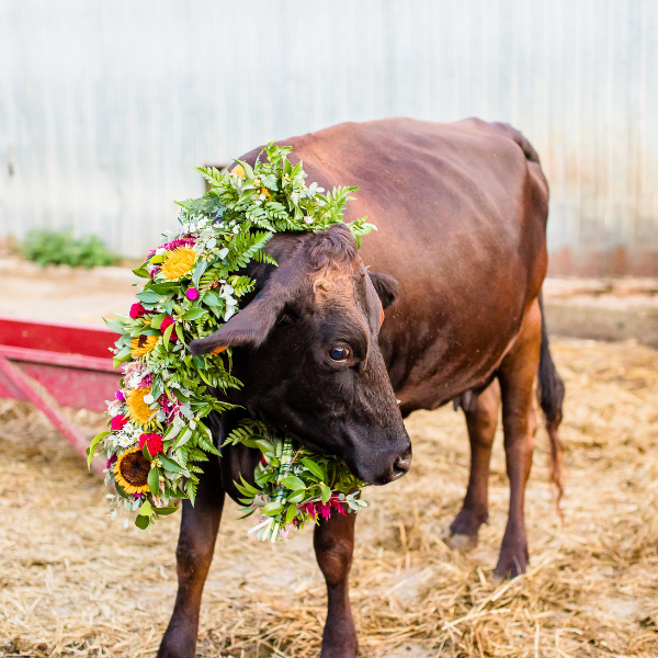Wildly Native Floral Collar for Cow 