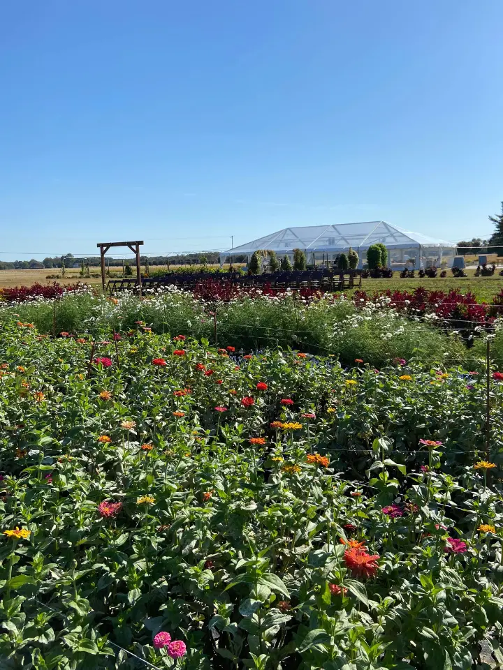 Wildly Native Flower Farm fields during autumn with a cleartop tent for a wedding in the background