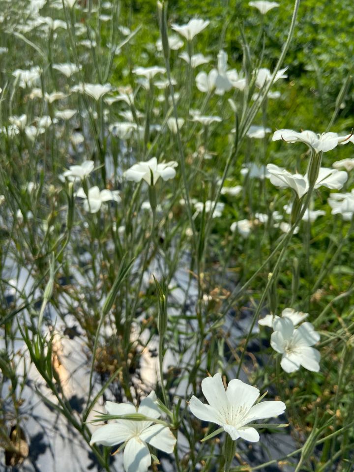 White Agrostemma close up.
