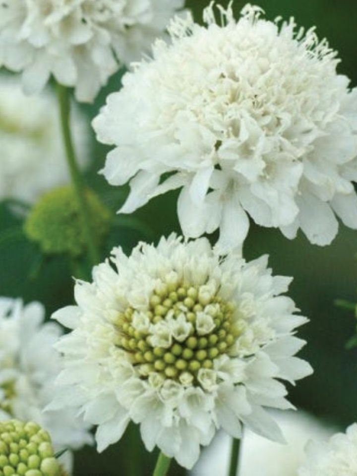 White Scabiosa Flowers up close.