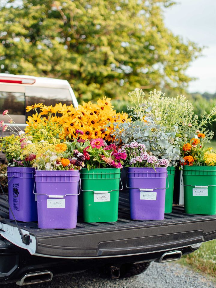 Purple and green buckets full of bright summer flowers sit in the bed of a truck.