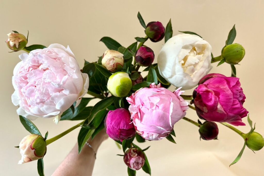 Loose bouquet of hot pink, white, and blush pink peonies held up against an ivory background.