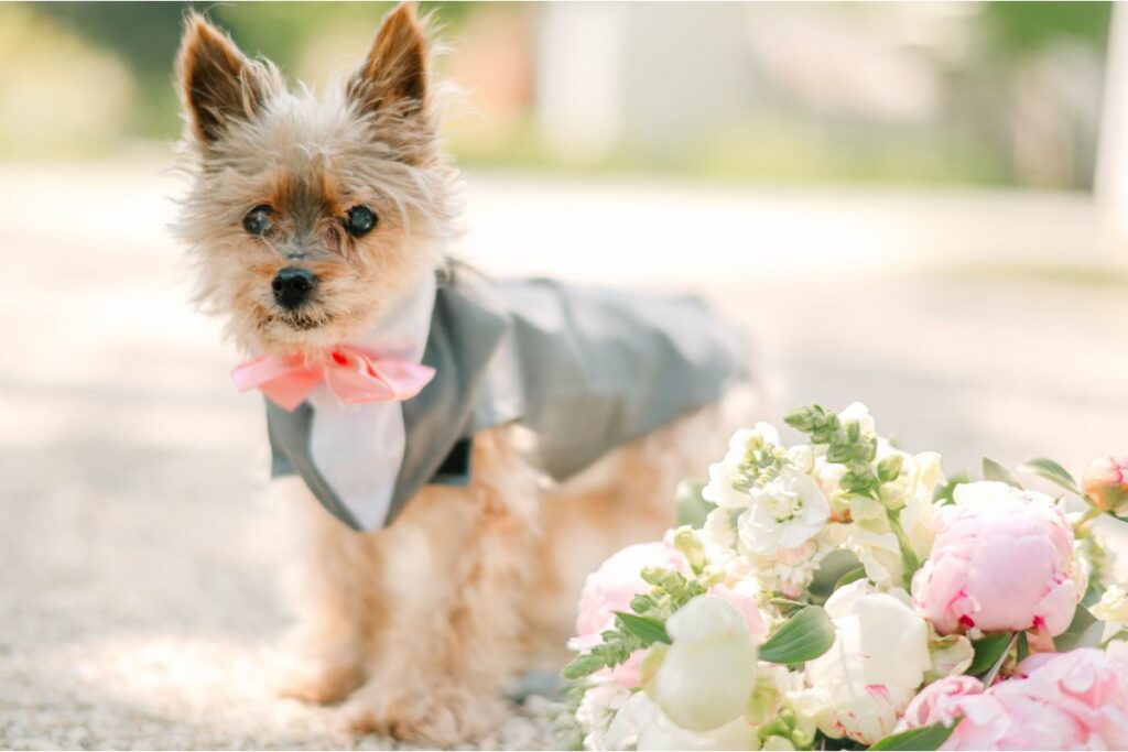 Small terrier dog in a grey suit with coral bow tie stands next to a pink and white peony bouquet