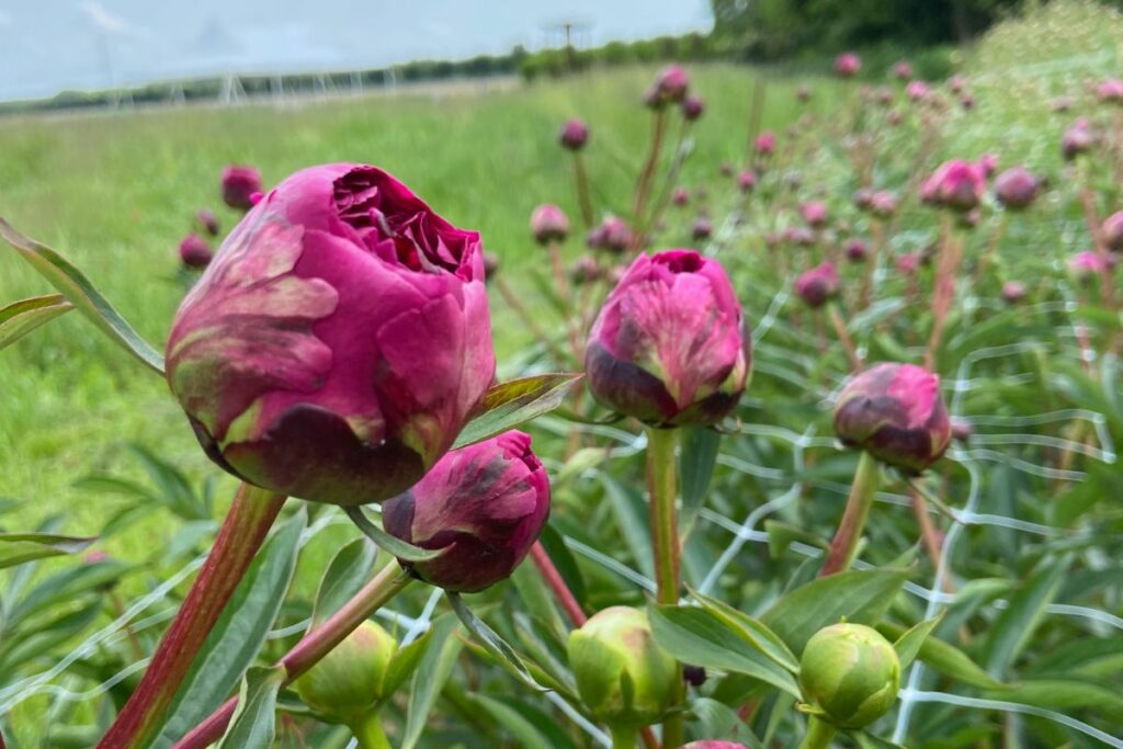 Magenta peonies are ready to bloom in a field.