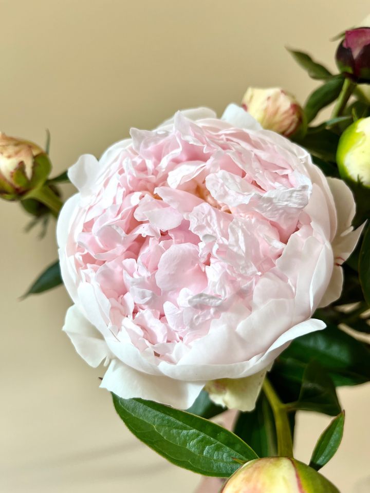 A closeup of a single blush pink peony opening and ruffly.