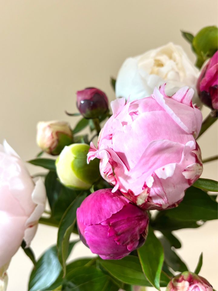 Group of peonies in pink and white