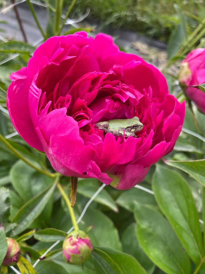 A small frog sits inside the bloom of a bright pink peony in the field.