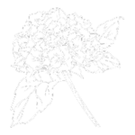 Hydrangea Stem Drawing