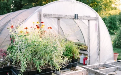 Hoop House Growing: What Works for Us