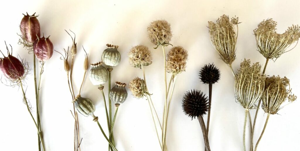 Dried seed pods lined up on an off-white background.