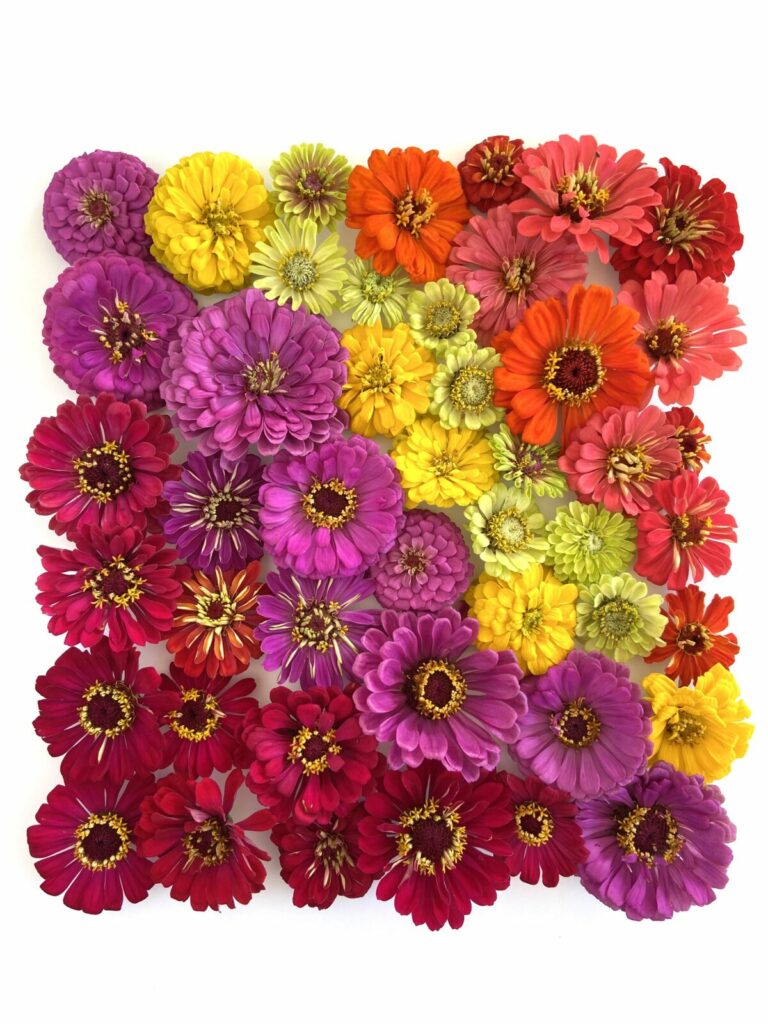 Brightly colored zinnias in a rainbow ombre.