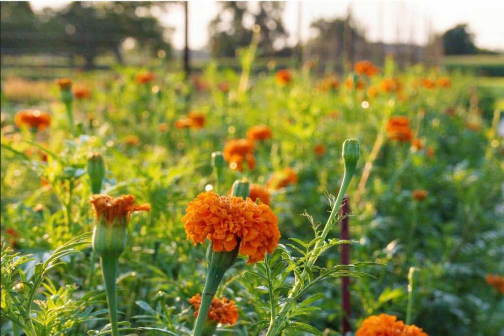 Closeup of orange marigolds in the flower field.