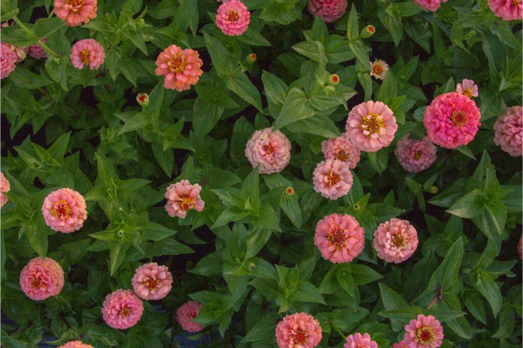 Pink zinnias in a field.