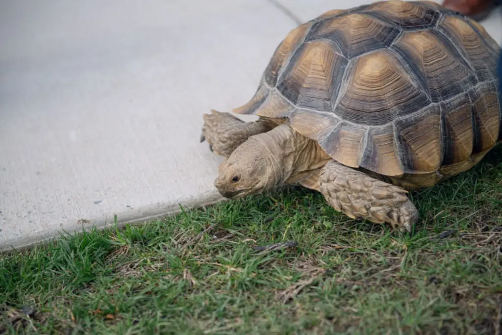 Tortoise at a unique wedding with a petting zoo