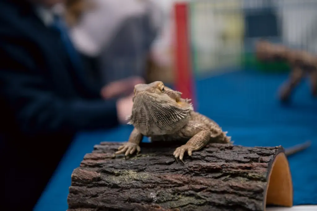 Lizard at unique wedding with a petting zoo