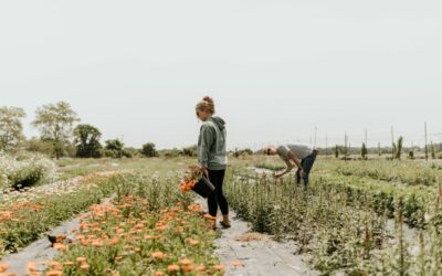 Three Tips to Becoming a Flower Farmer