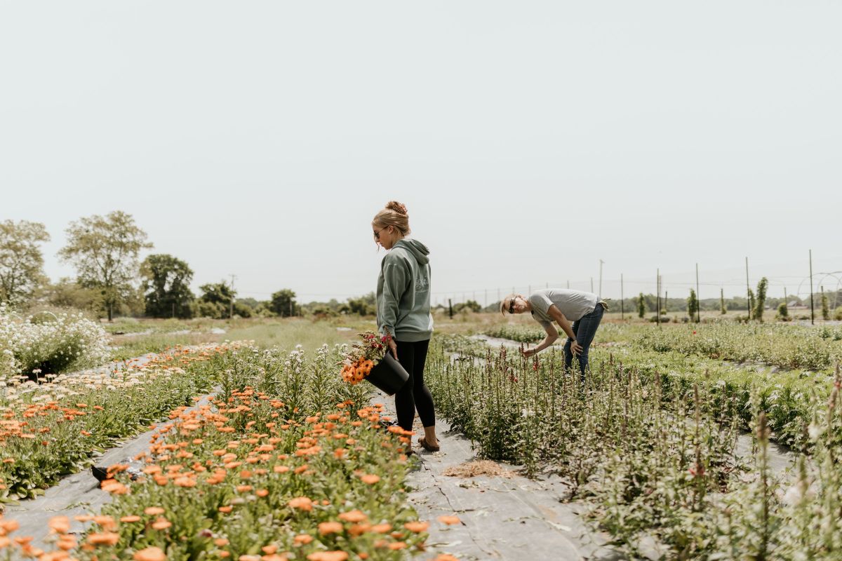 Two women cut flowers on a flower farm.