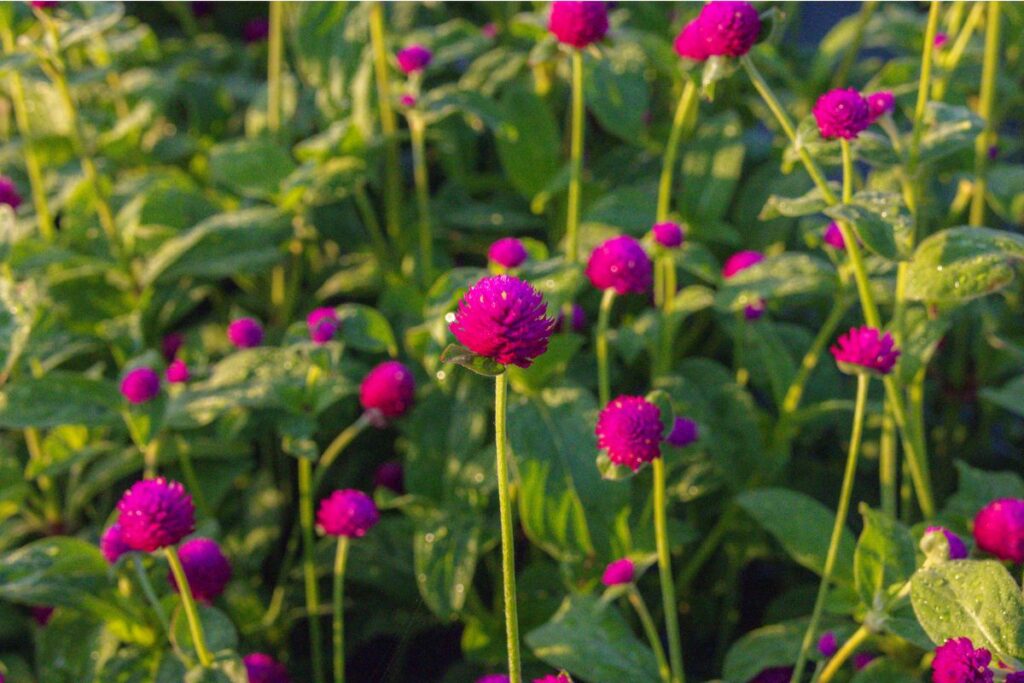 Purple gomphrena up close.