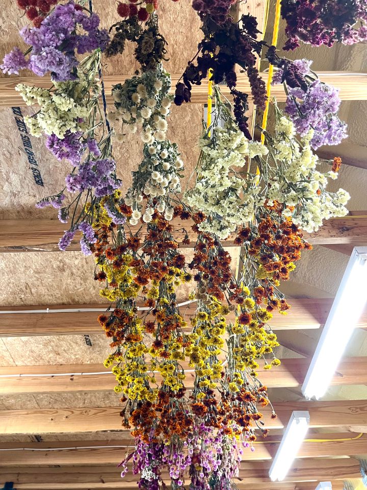 Flowers of all varieties and colors hang upside down to dry.