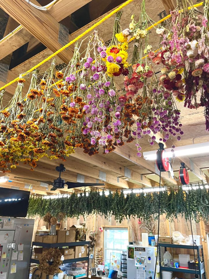 Multiple rows of dried flowers hang in the flower barn.