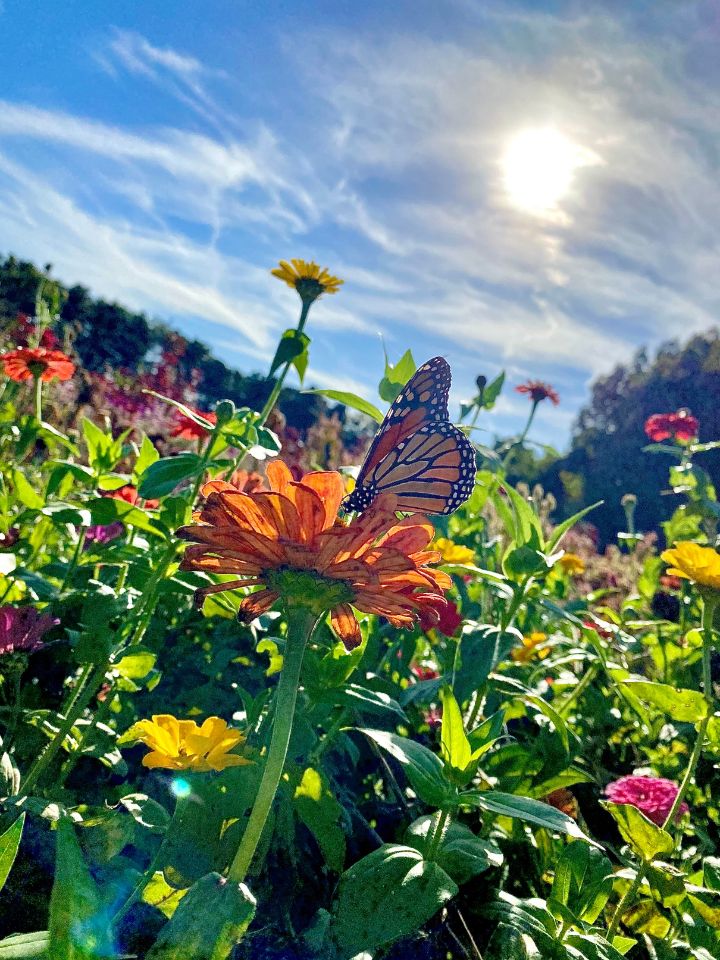 Monarch butterfly on an orange zinnia in the sunshine