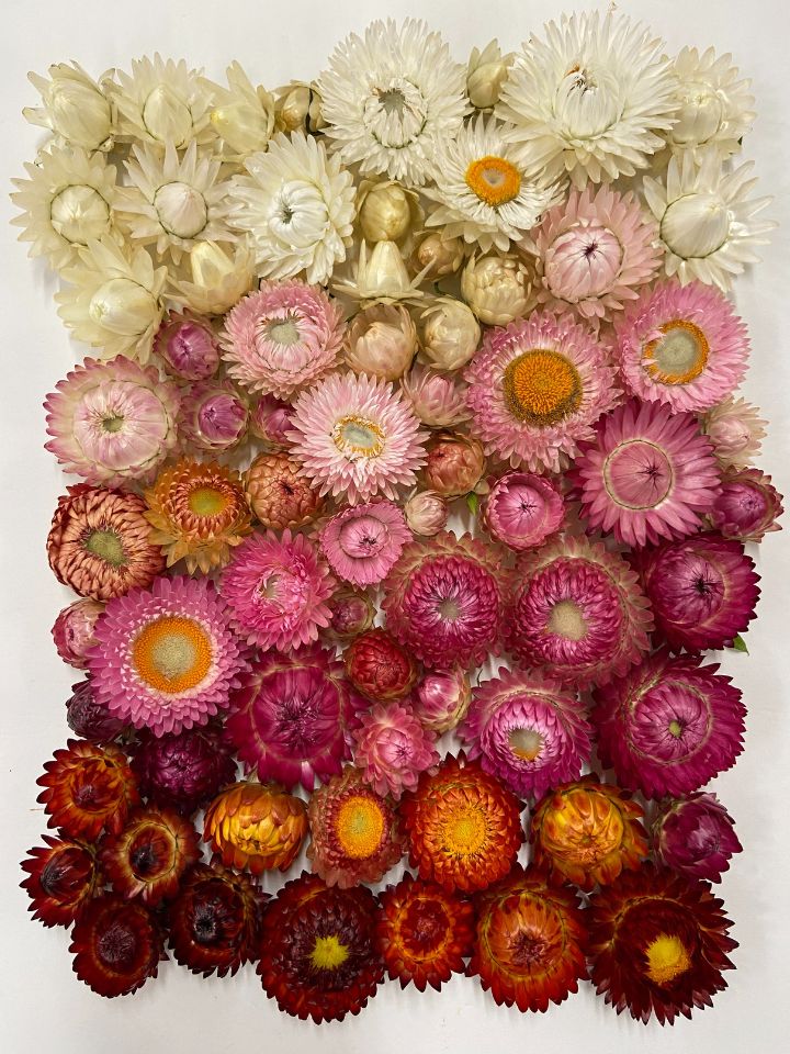 An ombre arrangement of strawflower heads.