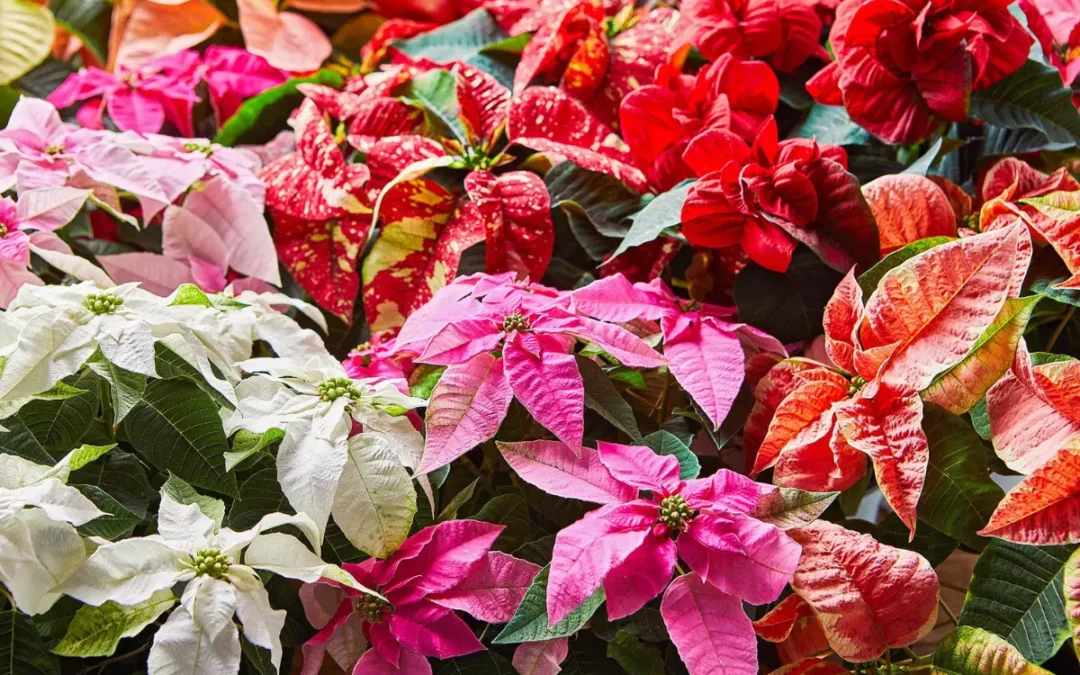 Holiday Traditions: Florals and Family