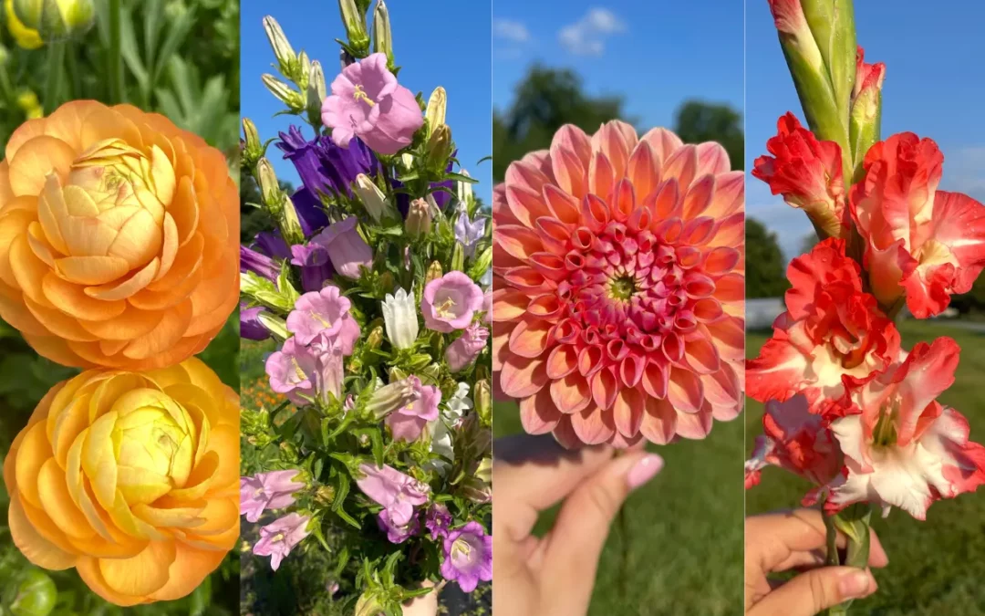 Episode 46: Our Top Cut Flower Varieties