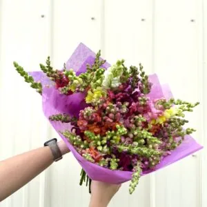 Two bundles of snapdragons in all colors for a flash sale.